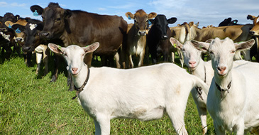 Thức ăn cho bò, dê...