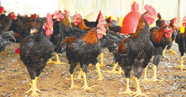 Thức ăn cho gia cầm